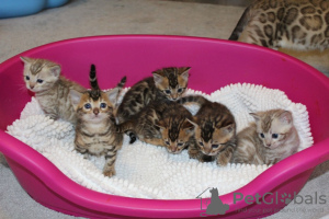 Additional photos: Healthy Bengal Cat kittens for free adoption