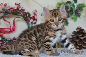 Photo №4. I will sell bengal cat in the city of Minsk. from nursery - price - Is free