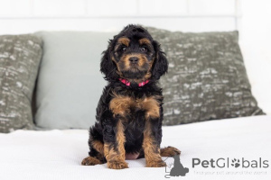Photo №1. labradoodle - for sale in the city of Inch Beach | negotiated | Announcement № 155592
