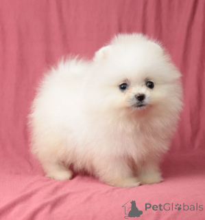 Photo №1. pomeranian - for sale in the city of Odessa | 413$ | Announcement № 165442