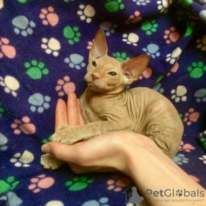 Additional photos: Peterbald cattery! There are kittens! Ask!