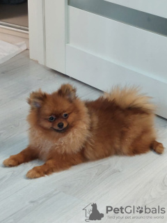 Photo №1. pomeranian - for sale in the city of Москва | negotiated | Announcement № 36935