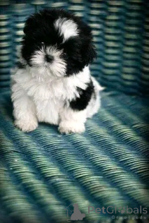 Photo №3. Shih tzu welpen zur Adoption. Germany
