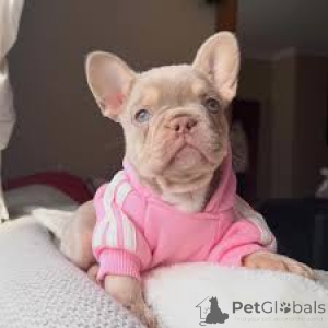 Photo №1. french bulldog - for sale in the city of Luxembourg | 1032$ | Announcement № 165447