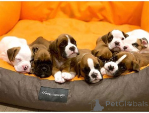 Photo №2 to announcement № 135435 for the sale of boxer - buy in United Kingdom breeder