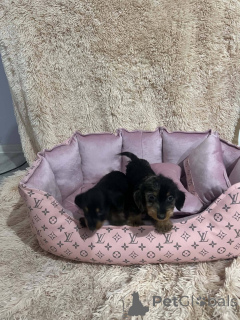 Photo №3. Short-haired miniature dachshund. Serbia