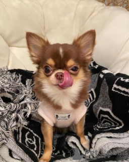 Photo №2 to announcement № 160996 for the sale of chihuahua - buy in Austria private announcement