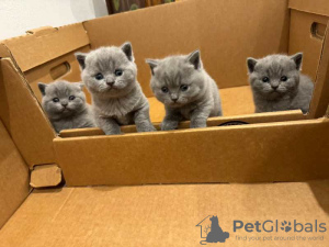 Photo №2 to announcement № 103896 for the sale of british shorthair - buy in Cyprus breeder