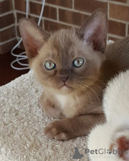 Photo №3. Chatons birmans disponibles à la vente.. Belgium