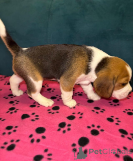 Photo №4. I will sell beagle in the city of Dilijan.  - price - Is free
