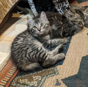 Photo №1.  - for sale in the city of Birlenbach | 329$ | Announcement № 149703