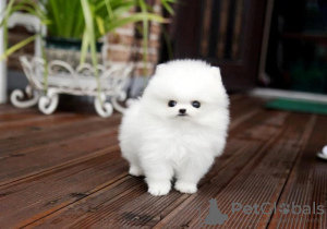 Photo №1. pomeranian - for sale in the city of Prague | Is free | Announcement № 124136