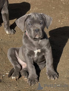Photo №1. cane corso - for sale in the city of Râmnicu vâlcea | negotiated | Announcement № 165237