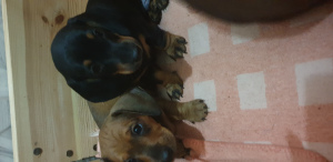 Photo №1. non-pedigree dogs - for sale in the city of Minsk | 151$ | Announcement № 4981