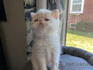 Photo №2 to announcement № 129160 for the sale of exotic shorthair - buy in Germany private announcement