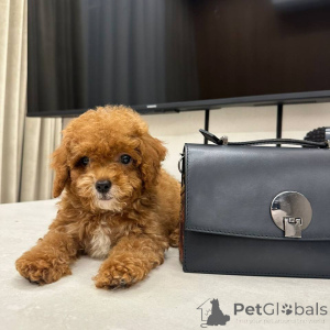 Photo №4. I will sell maltipu in the city of Bielefeld. breeder - price - 2890$