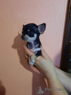 Photo №2 to announcement № 8935 for the sale of chihuahua - buy in Belarus from nursery
