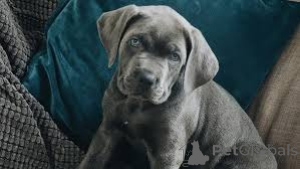 Photo №2 to announcement № 136804 for the sale of cane corso - buy in Germany 