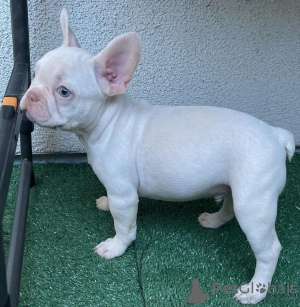 Additional photos: french bulldog