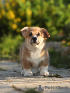 Additional photos: Welsh Corgi Pembroke puppies