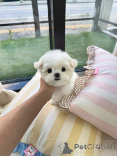Photo №3. Cute adorable Maltese puppies for sale contact whatsapp business 447450021323. Finland