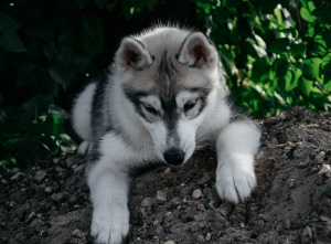 Photo №2 to announcement № 3648 for the sale of siberian husky - buy in Russian Federation breeder