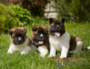 Photo №3. Akita-puppy's, reu en teef. Austria