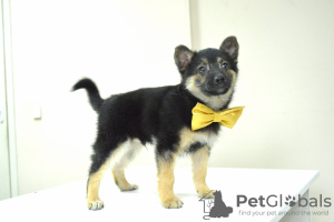 Photo №1. non-pedigree dogs - for sale in the city of Minsk | Is free | Announcement № 96890