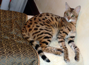 Photo №2. Mating service serengeti cat. Price - negotiated