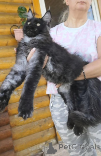 Photo №1. maine coon - for sale in the city of Helsinki | negotiated | Announcement № 125769