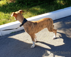 Additional photos: Whippet puppies.