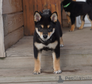 Photo №4. I will sell shiba inu in the city of Москва. breeder - price - 1015$