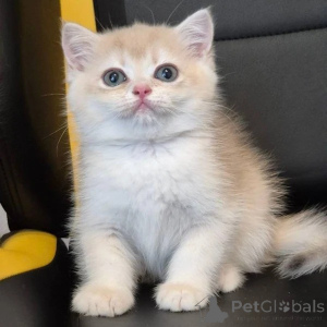 Photo №1. british shorthair - for sale in the city of Liverpool | negotiated | Announcement № 173849