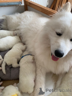 Photo №3. Samoyed puppies......whatsapp me at 44 7453 907158. Netherlands