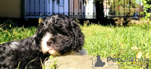 Photo №1. cavalier king charles spaniel - for sale in the city of Москва | negotiated | Announcement № 13984