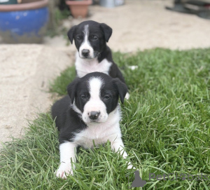 Photo №4. I will sell border collie in the city of Aqua. private announcement - price - 506$
