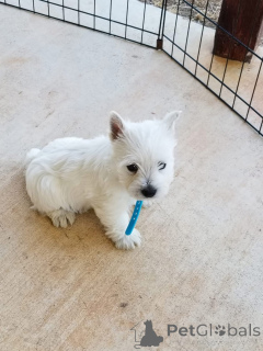 Photo №3. Adorable Westie Puppies Ready for Their Forever Homes. United Kingdom