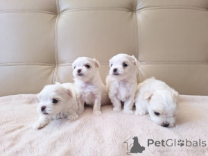 Photo №1. maltese dog - for sale in the city of JáCHYMOV | 258$ | Announcement № 177691
