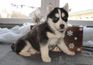 Photo №1. siberian husky - for sale in the city of Niksic | negotiated | Announcement № 124364