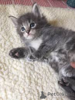 Photo №3. Norwegian forest kittens available for adoption. Germany