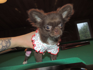 Additional photos: Chihuahua. Super mini.