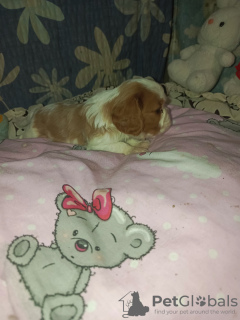 Photo №1. cavalier king charles spaniel - for sale in the city of Poltava | 550$ | Announcement № 128680