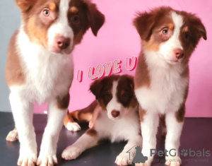 Photo №1. australian shepherd - for sale in the city of Мелеуз | 474$ | Announcement № 9111