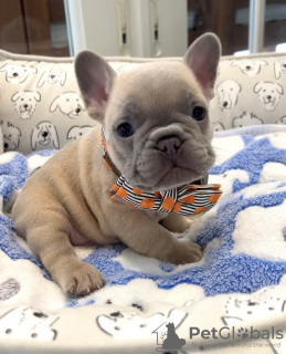 Photo №2 to announcement № 103600 for the sale of french bulldog - buy in Canada private announcement, breeder