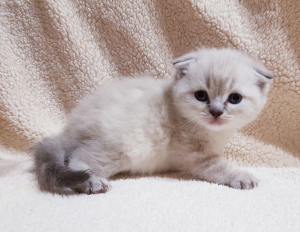 Photo №2 to announcement № 5884 for the sale of scottish fold - buy in Belarus private announcement
