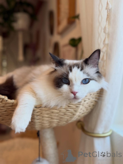 Photo №1. ragdoll - for sale in the city of Cork | negotiated | Announcement № 157462