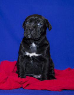 Photo №4. I will sell cane corso in the city of St. Petersburg. from nursery - price - Negotiated
