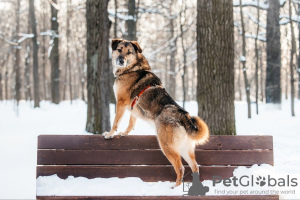 Photo №3. Bro is your future best friend! In good hands. Russian Federation