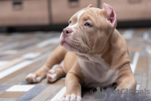 Photo №4. I will sell american bully in the city of Dolgoprudny. private announcement, from nursery, breeder - price - 1479$