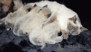 Photo №4. I will sell ragdoll in the city of Mineola. private announcement, breeder - price - 350$